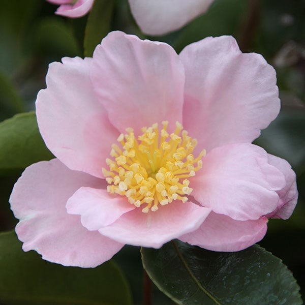 <i>Camellia sasanqua</i> 'Plantation Pink'