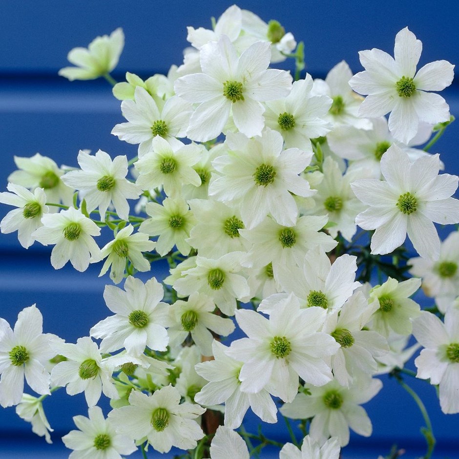 <i>Clematis</i> 'Early Sensation'