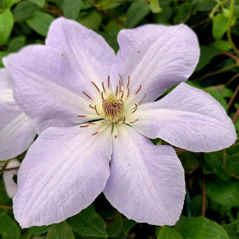 <i>Clematis</i> 'Special Occasion'