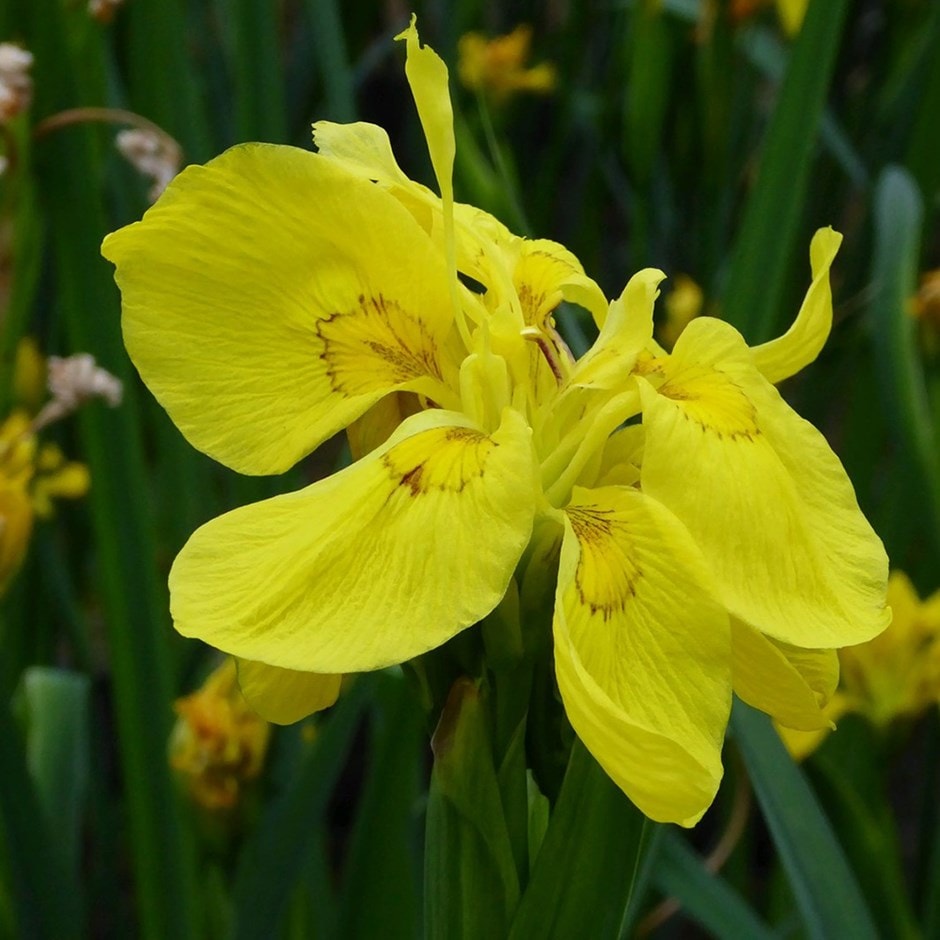 <i>Iris pseudacorus</i> 'Flore Pleno'