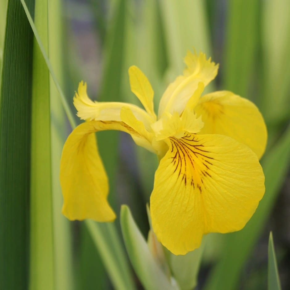 <i>Iris pseudacorus</i> 'Variegata'