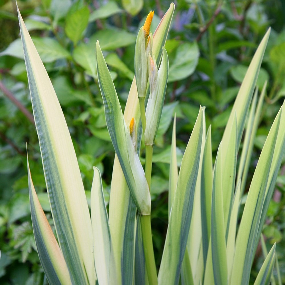 <i>Iris pseudacorus</i> 'Variegata'
