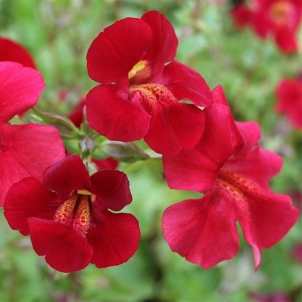 Mimulus cupreus Red Emperor