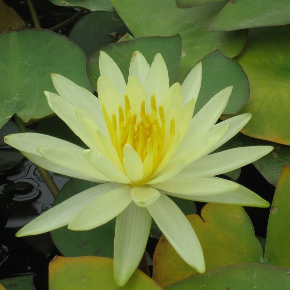 <i>Nymphaea</i> 'Colonel A.J. Welch'
