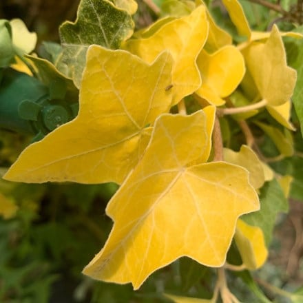 Hedera helix Buttercup