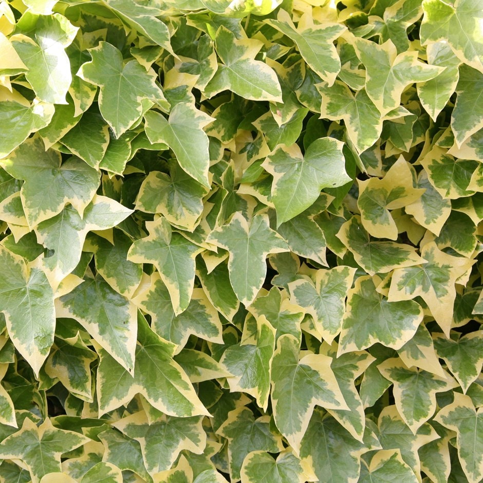 PlantFiles Pictures: English Ivy, Common Ivy Yellow 