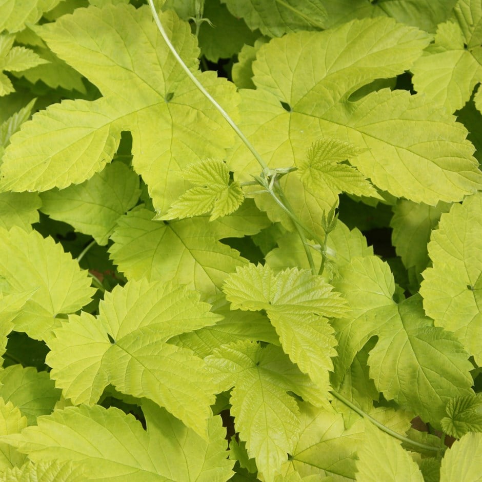 <i>Humulus lupulus</i> 'Aureus'