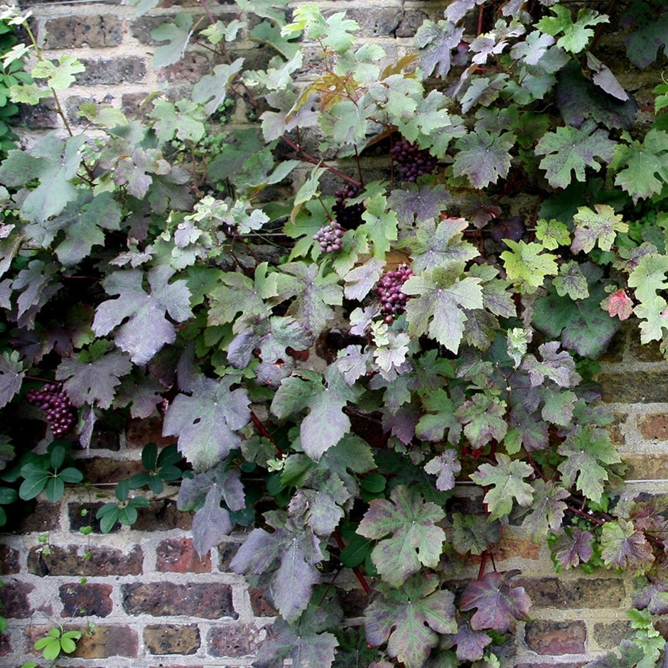 <i>Vitis vinifera</i> 'Purpurea'