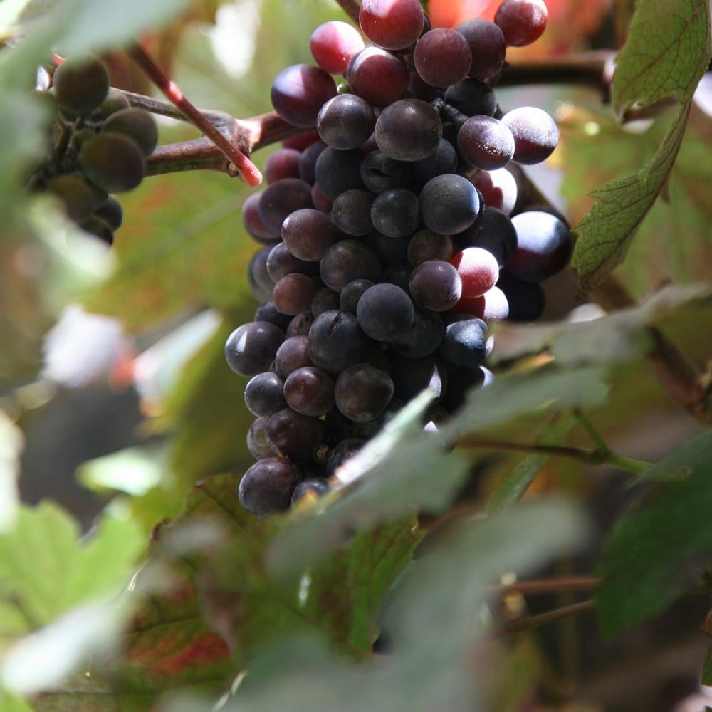 <i>Vitis vinifera</i> 'Purpurea'