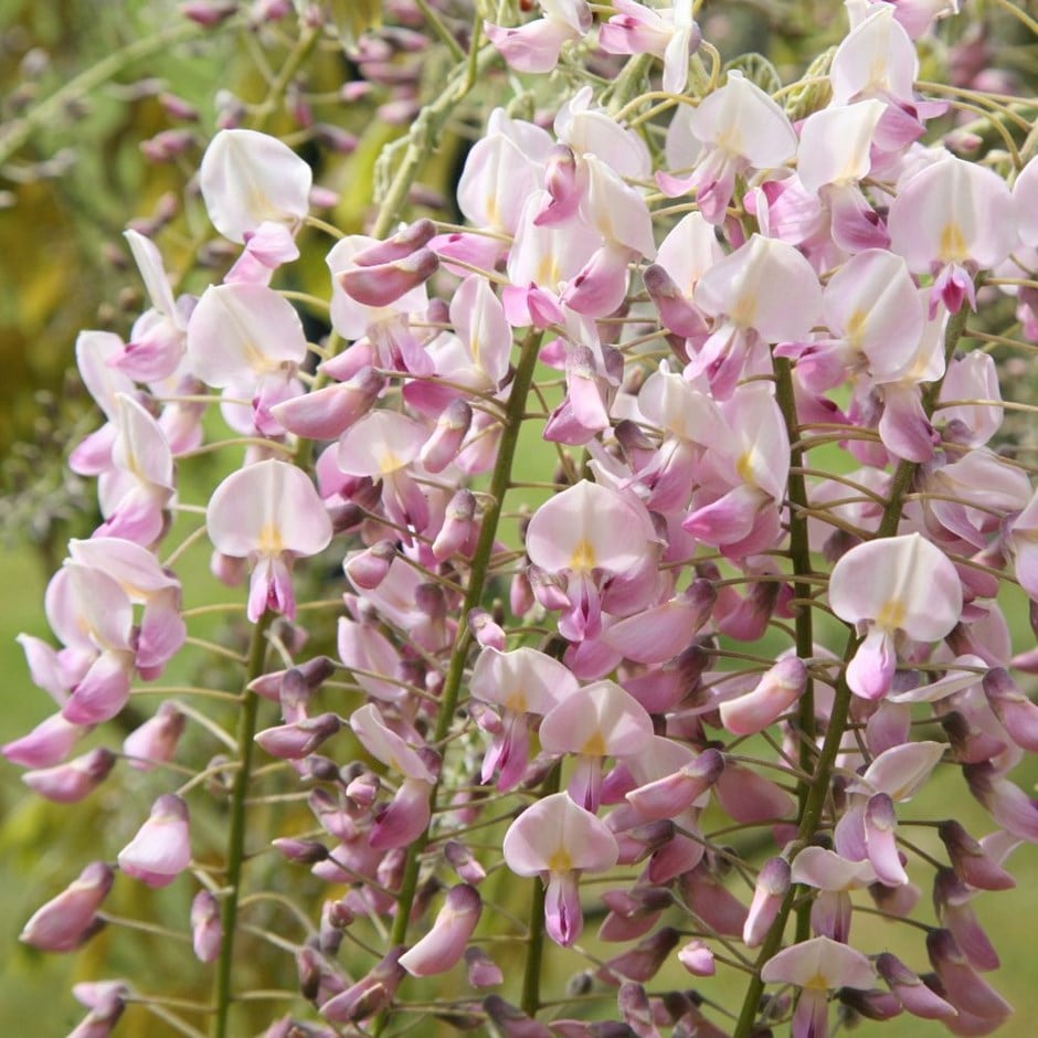 Japanese wisteria ( syn. Wisteria Pink Ice / Wisteria floribunda Rosea) Japanese wisteria ( syn. Wisteria Pink Ice / Wisteria floribunda Rosea)