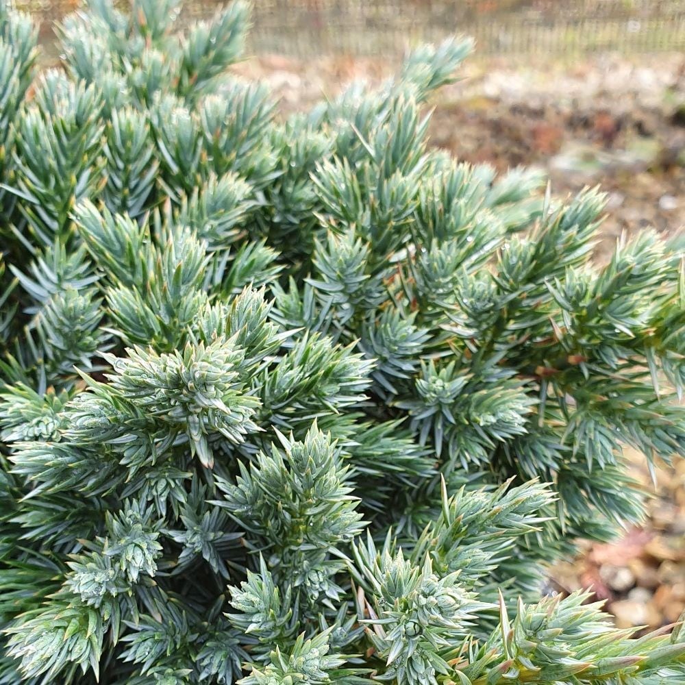<i>Juniperus squamata</i> 'Blue Star'