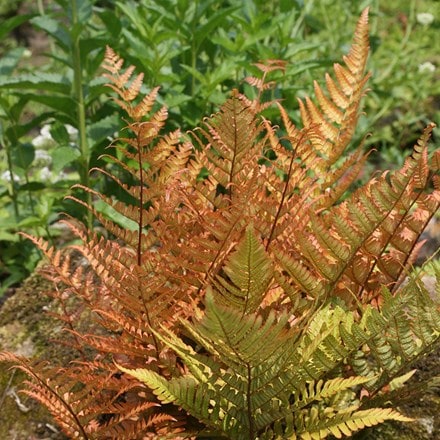 Japanese shield fern