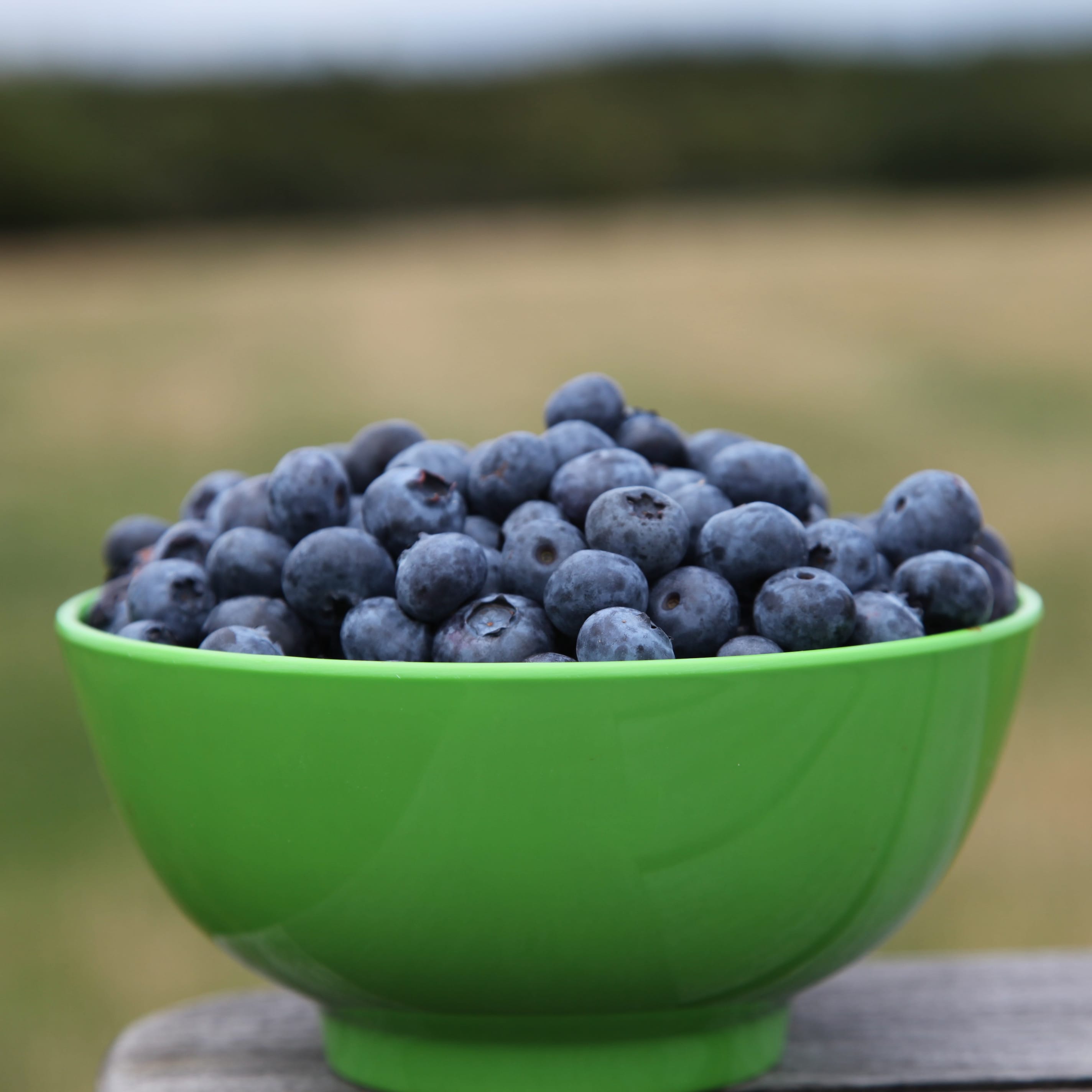 blueberry 'Bluecrop'