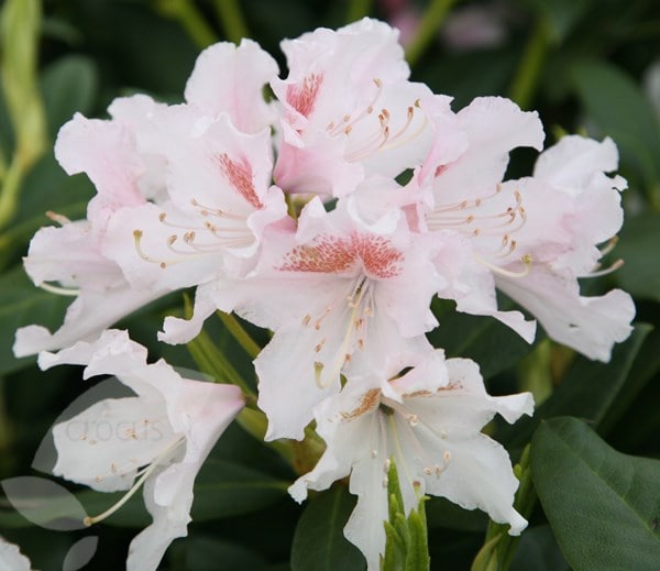 <i>Rhododendron</i> 'Cunningham's White'