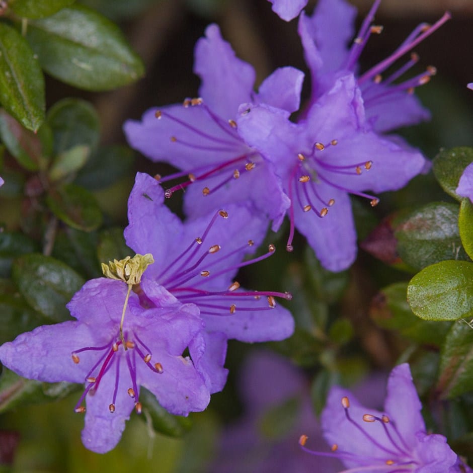 dwarf rhododendron dwarf rhododendron