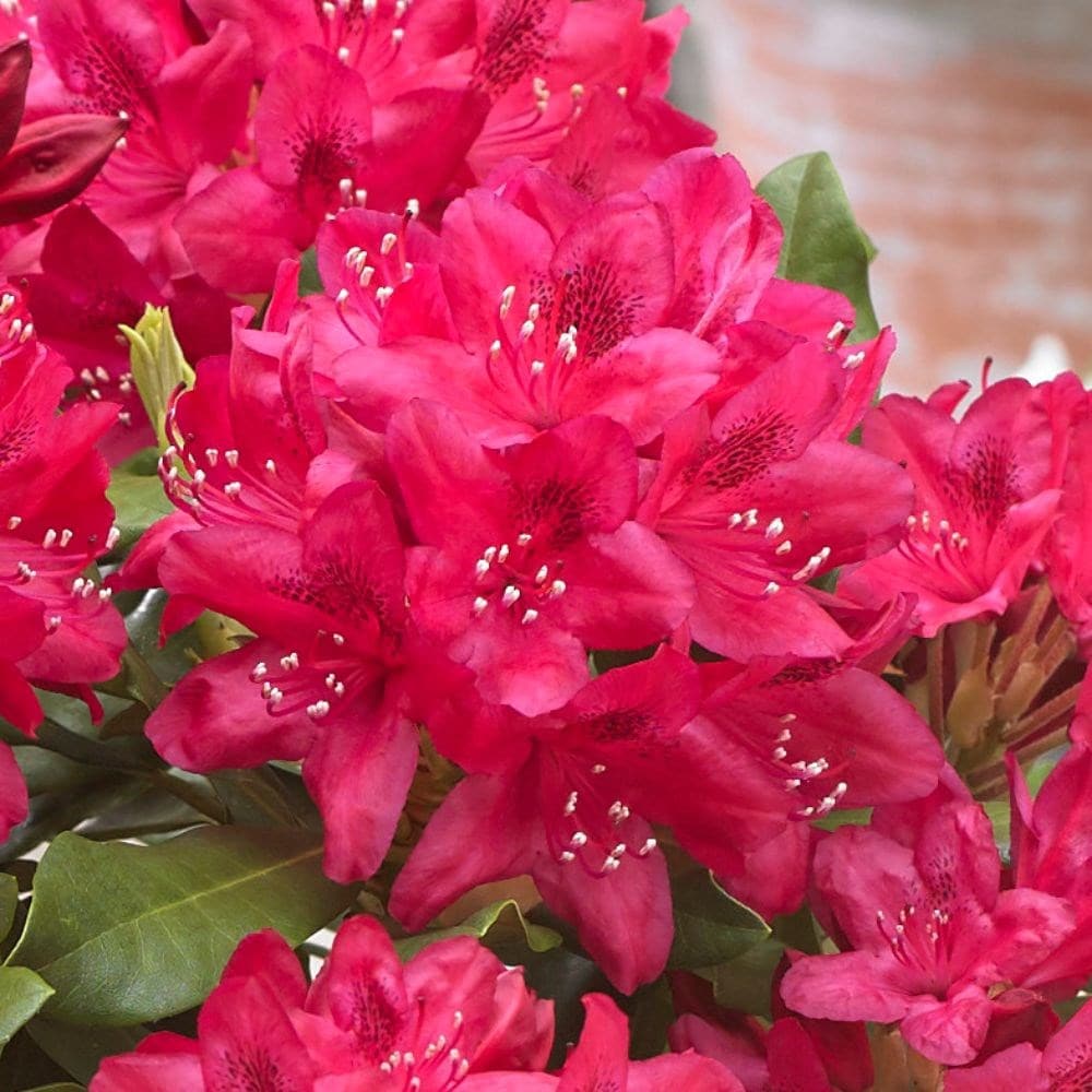 <i>Rhododendron</i> 'Nova Zembla'