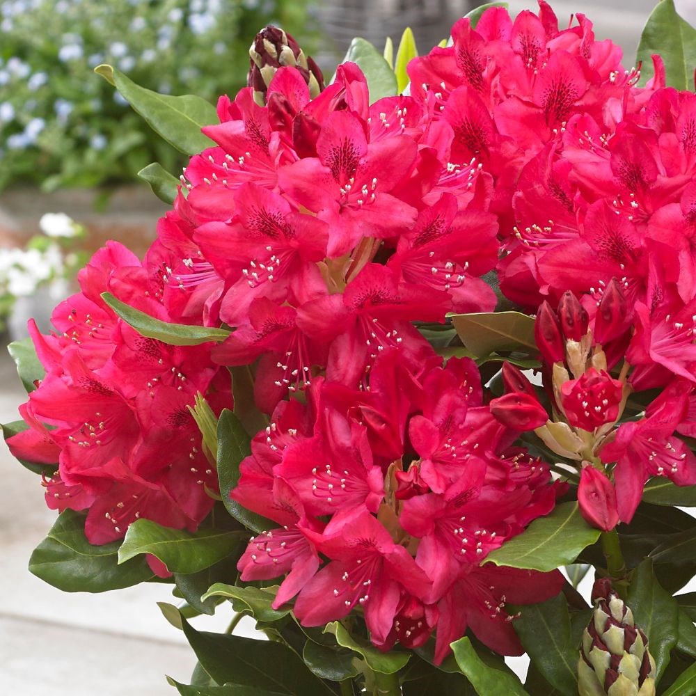 <i>Rhododendron</i> 'Nova Zembla'