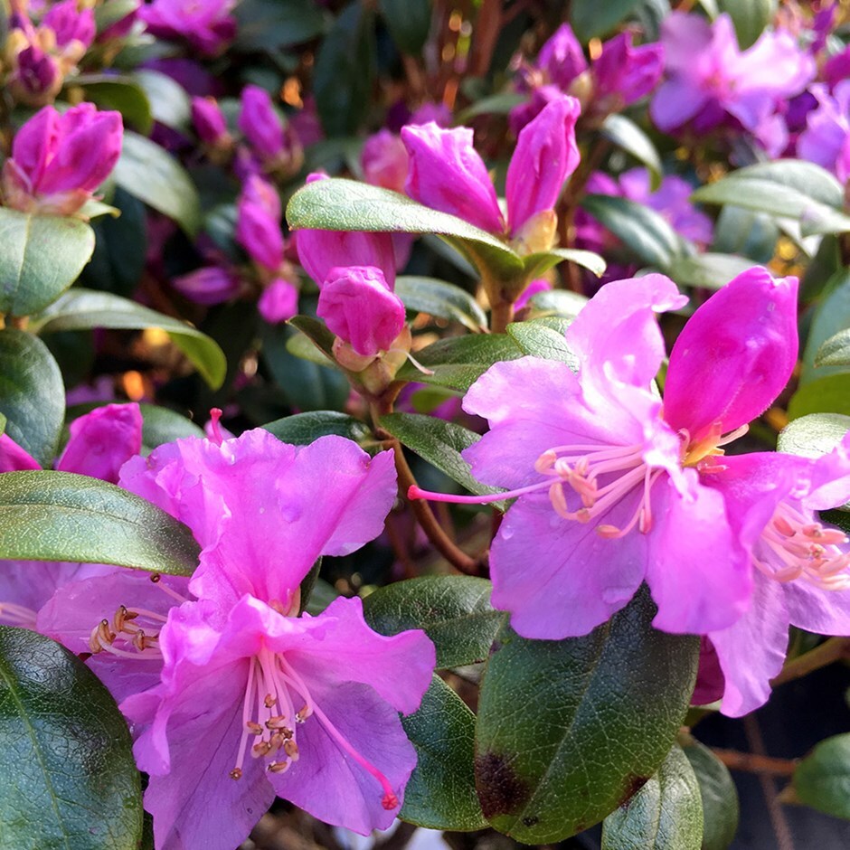 Buy dwarf rhododendron Rhododendron 'Praecox' Delivery by