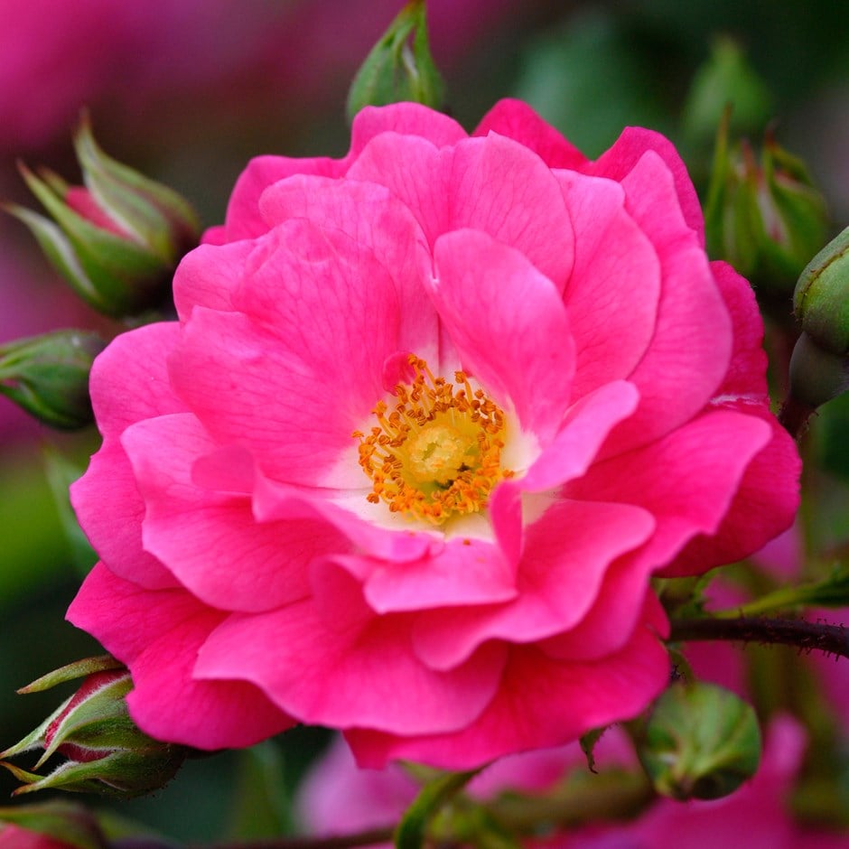 <i>Rosa</i> <b class=small-caps>Pink Flower Carpet</b> ('Noatraum') (PBR)