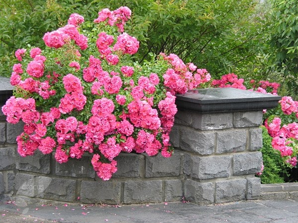 <i>Rosa</i> <b class=small-caps>Pink Flower Carpet</b> ('Noatraum') (PBR)
