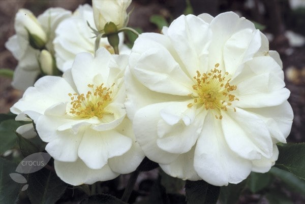 <i>Rosa</i> <b class=small-caps>Flower Carpet White</b> ('Noaschnee') (PBR)