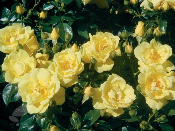<i>Rosa</i> <b class=small-caps>Flower Carpet Sunshine</b> ('Noason') (PBR)