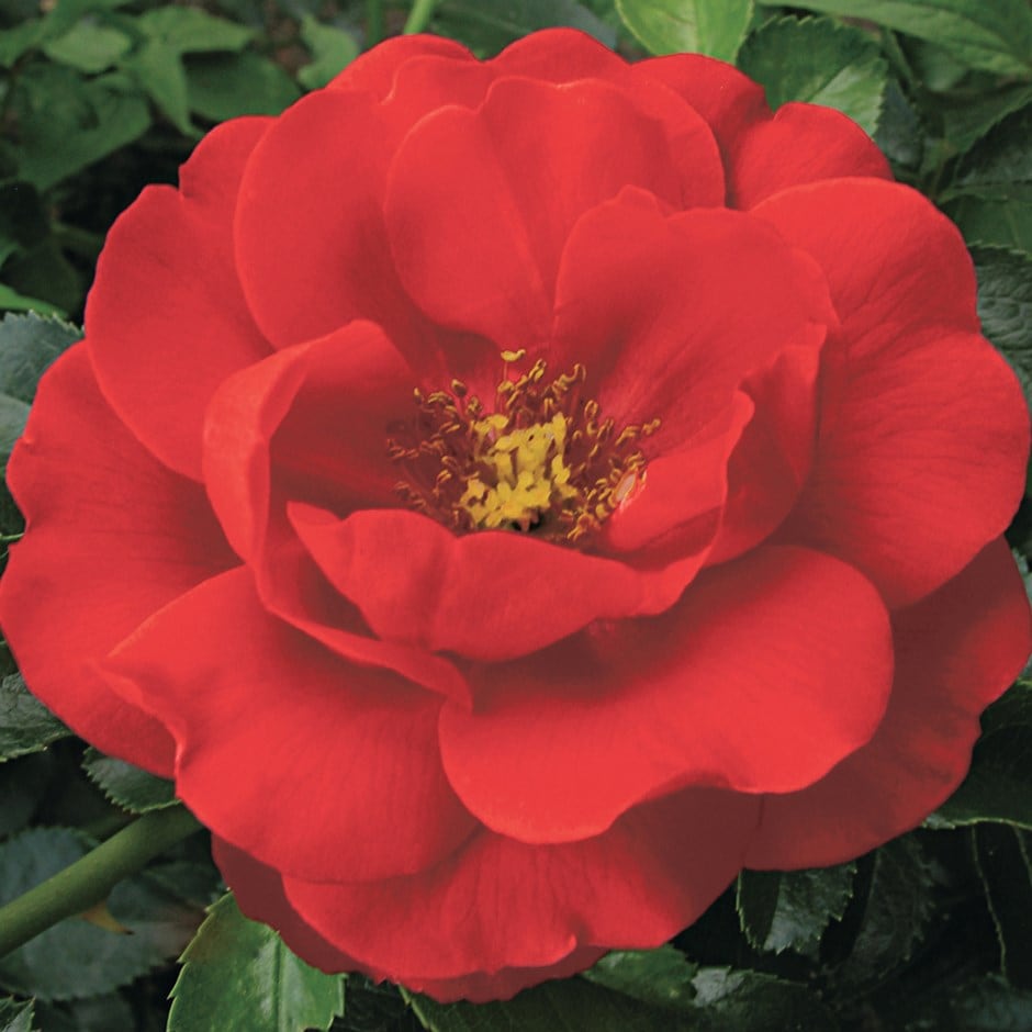 <i>Rosa</i> <b class=small-caps>Flower Carpet Scarlet</b> ('Noa83100b') (PBR)