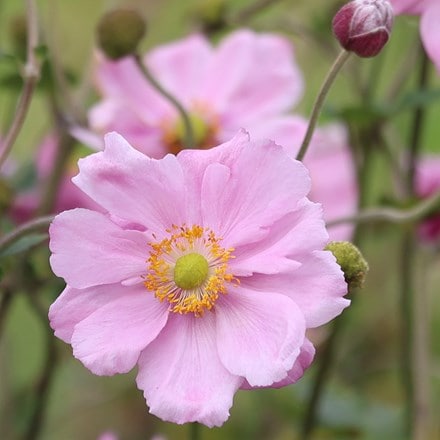 Japanese anemone (syn. Anemone Queen Charlotte)