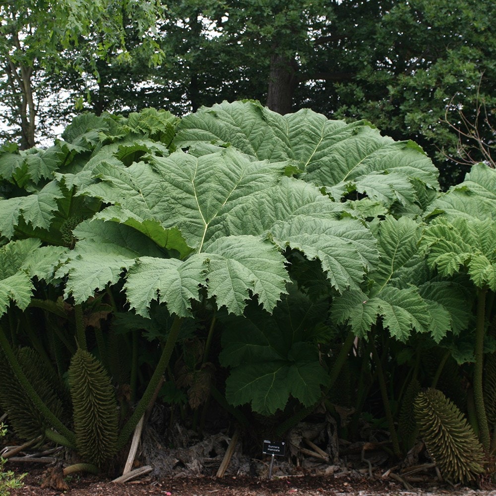 Buy Chilerhubarb Gunnera manicata £12.99 Delivery by Crocus