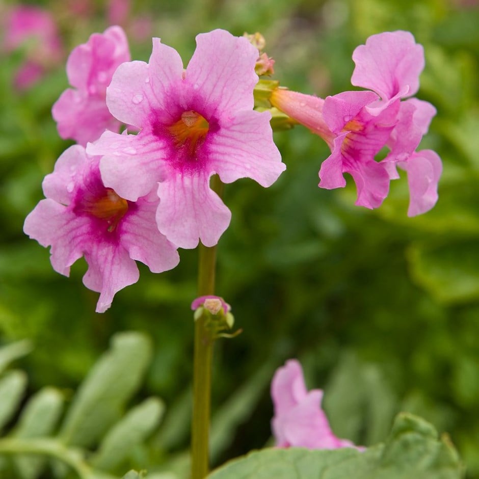 <i>Incarvillea delavayi</i> 