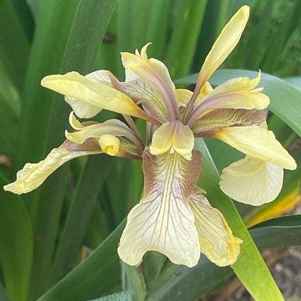 <i>Iris foetidissima</i> 