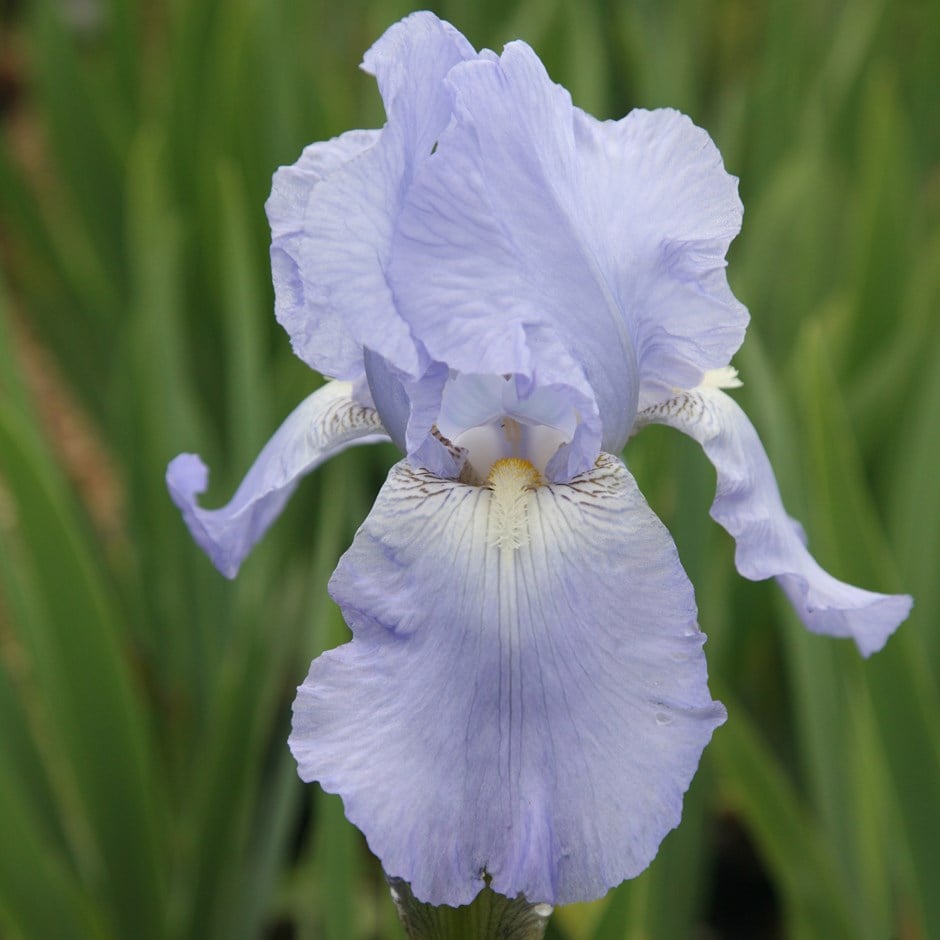Iris Flower Part 1 - WeNeedFun