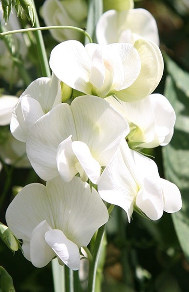 <i>Lathyrus latifolius</i> 'White Pearl'