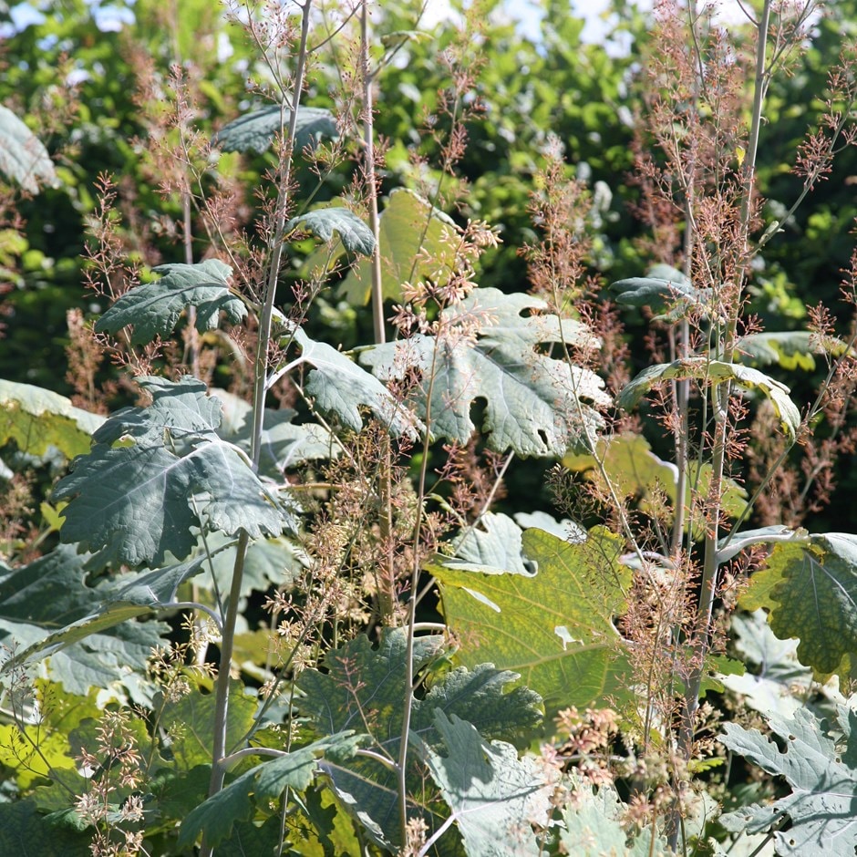 <i>Macleaya microcarpa</i> 'Kelway's Coral Plume'