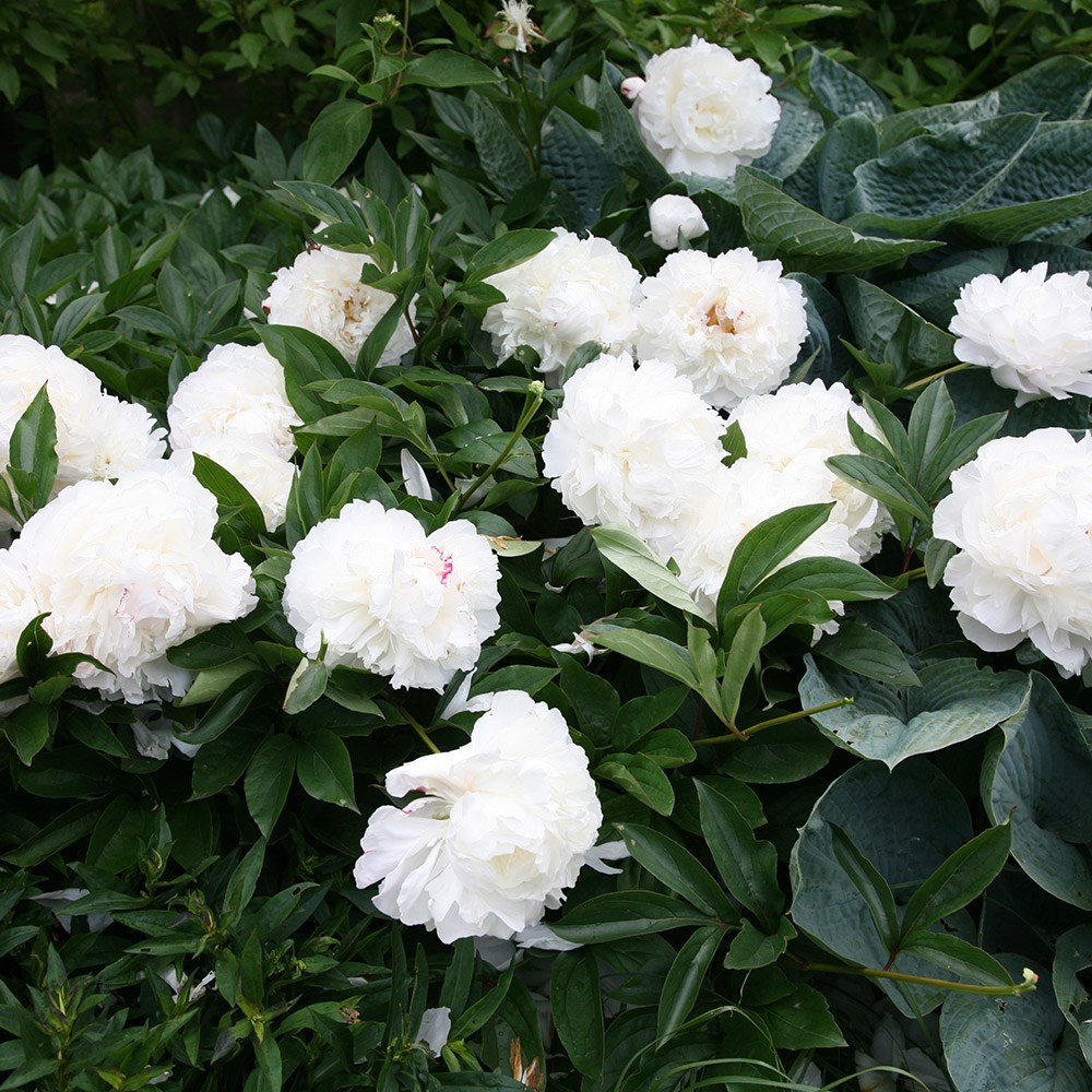 <i>Paeonia lactiflora</i> 'Shirley Temple'