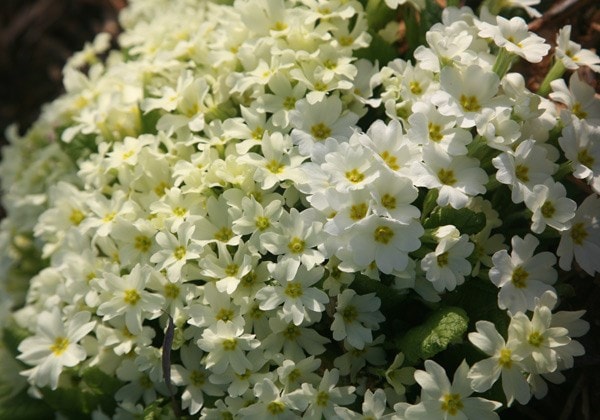 <i>Primula vulgaris</i> 