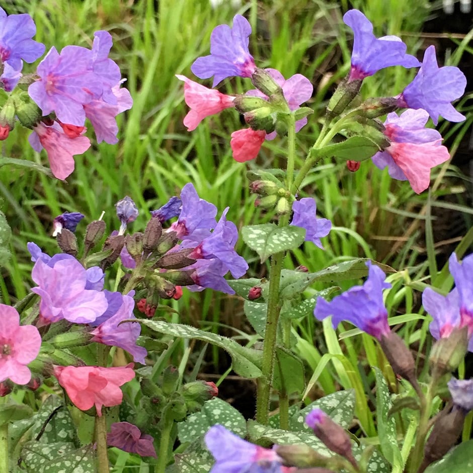 <i>Pulmonaria saccharata</i> 'Mrs Moon'