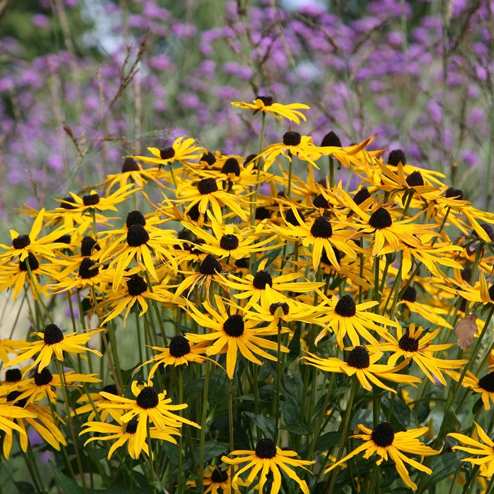 Buy blackeyed susan Rudbeckia fulgida var. sullivantii Goldsturm £9.