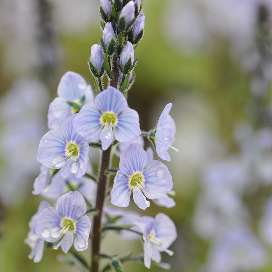 <i>Veronica gentianoides</i> 