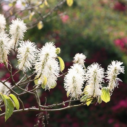 Fothergilla major