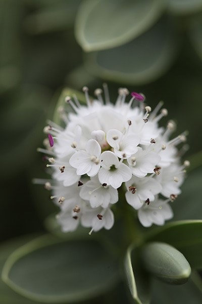 Buy white hebe Hebe albicans: Delivery by Waitrose Garden in