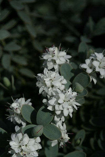 <i>Veronica pinguifolia</i> 'Pagei'