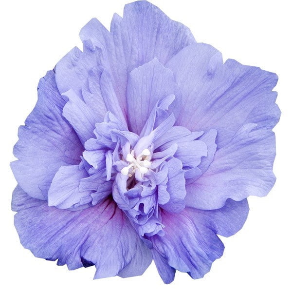 <i>Hibiscus syriacus</i> <b class=small-caps>Blue Chiffon</b> ('Nowood3') (PBR) (Chiffon Series)