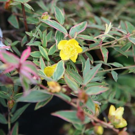 Hypericum × moserianum Tricolor
