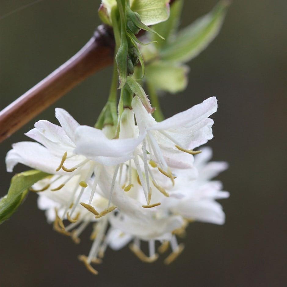 <I>Lonicera</I> × <I>purpusii</I> 'Winter Beauty'