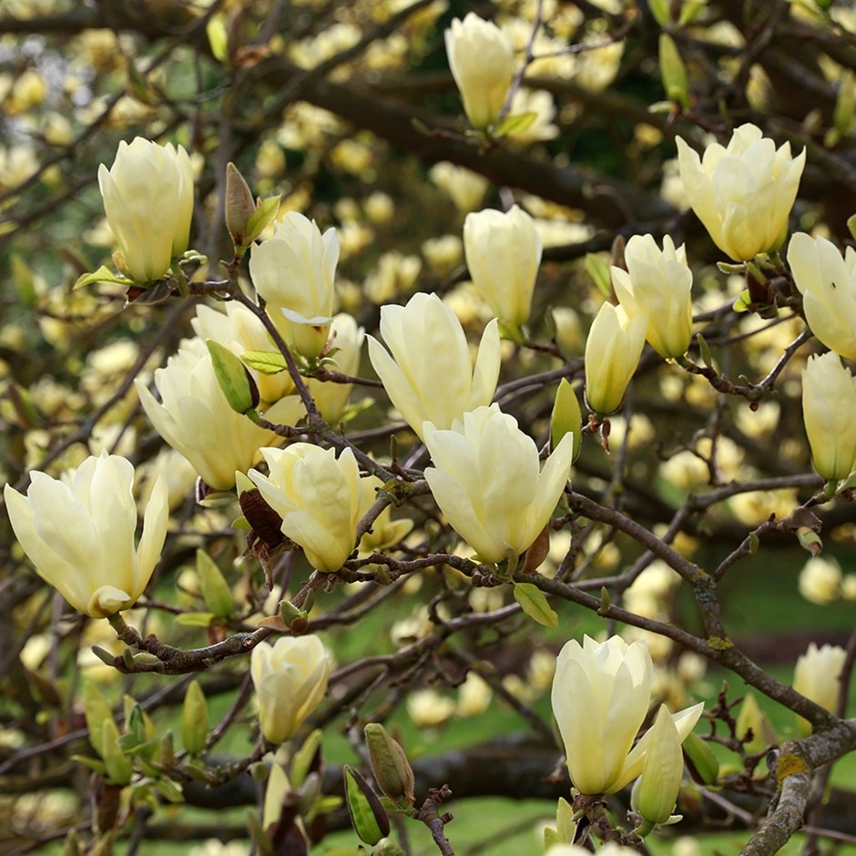 <i>Magnolia</i> 'Elizabeth'