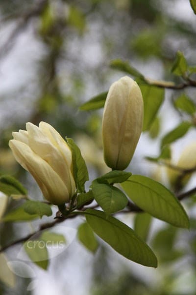 <i>Magnolia</i> 'Elizabeth'