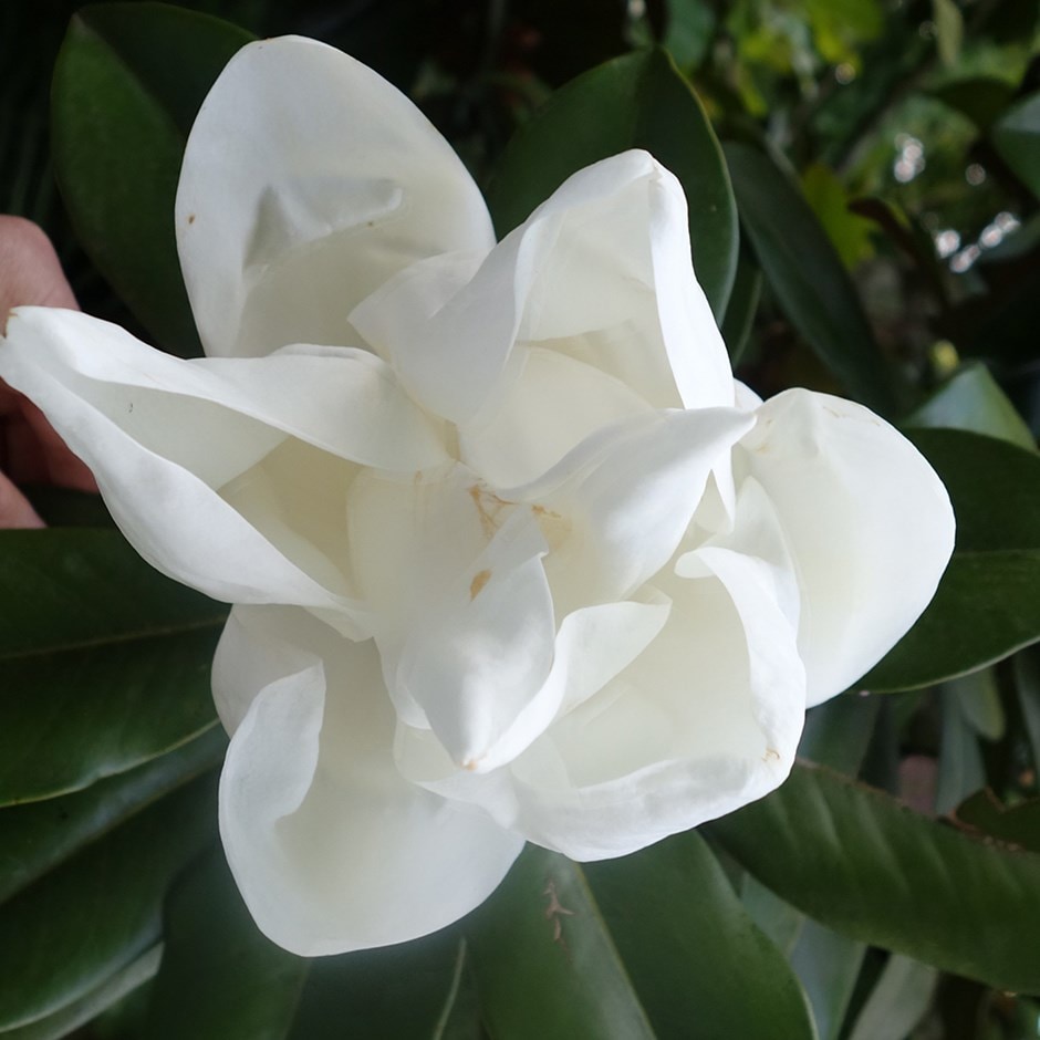 <i>Magnolia grandiflora</i> 'Exmouth'