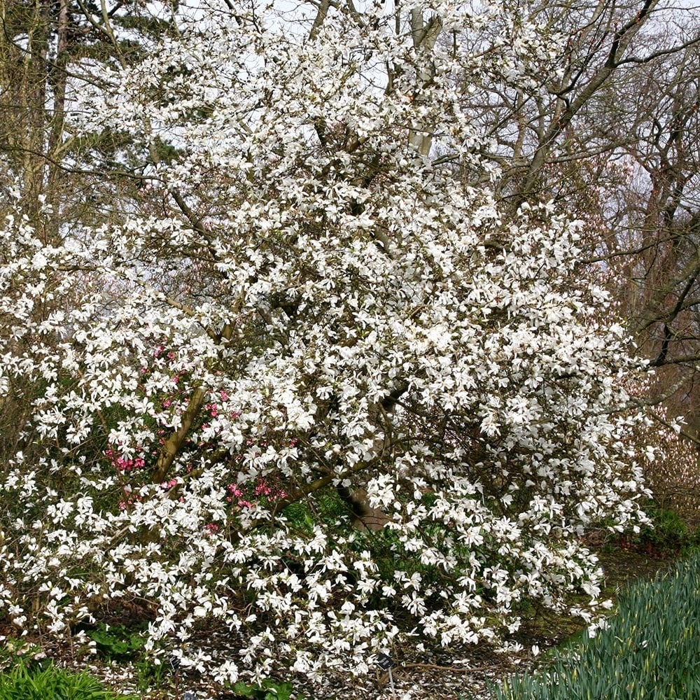 <i>Magnolia stellata</i> 