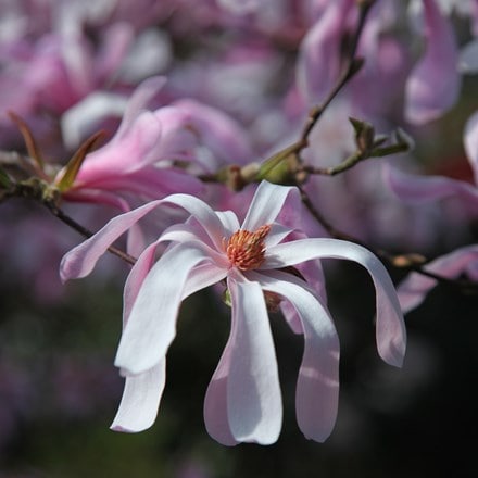 Magnolia × loebneri Leonard Messel
